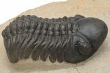 Detailed Reedops Trilobite - Aatchana, Morocco #229707-1